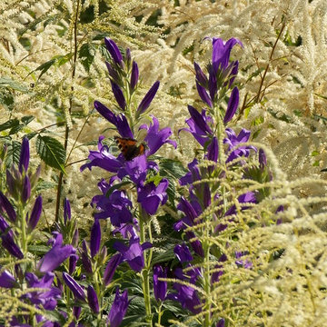 Ommertalhof , unser Schaugarten