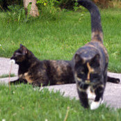 Cindy Pflugh's photo