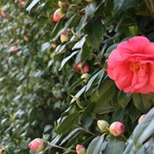 Lateefa Almazrouei's photo