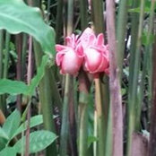 Angella Labat's photo