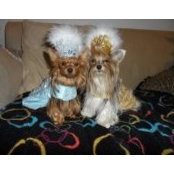 Roni Goldberg's photo