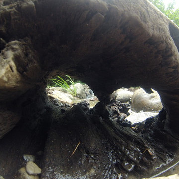 Pond Renovation