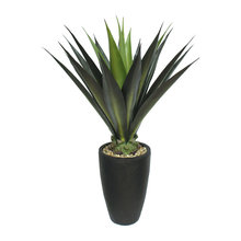 Plants