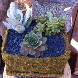 Succulent arrangements - Products