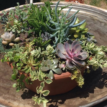 Container Gardens