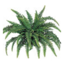 Faux Plants