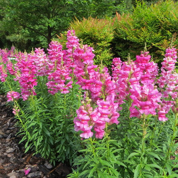 Spring Color