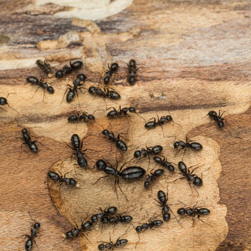 Expert Ants Control in Vancouver