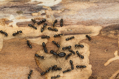 Expert Ants Control in Vancouver