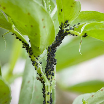 Early Season Vegetable Pests That Destroy Seedlings Overnight