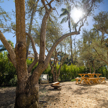Olive trees
