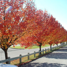Street Trees