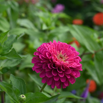 The Majesty Blooming Garden
