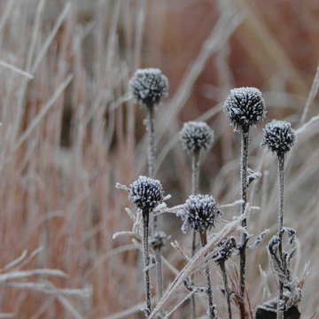 Native Grasses and Seedheads Coated in Rime Ice