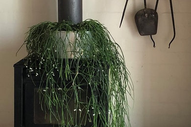 Focus on Rhipsalis  - A simply stunning group of hanging plants