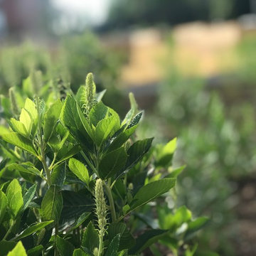 Community Garden and Orchard