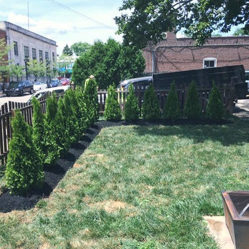 Arborvitaes Installed