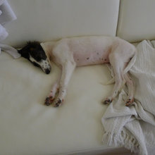 Dogs at home