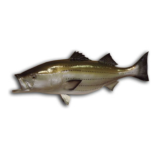 43 Striped Bass Half Mount Fish Replica - Beach Style - Wall Sculptures -  by Mount This Fish Company
