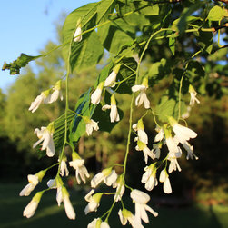 Native Flowering Trees - Products