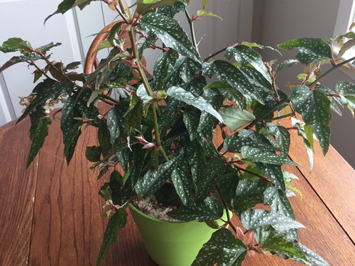 Medora And Unknown Pal