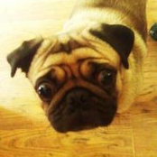 Foto von Champ Thepug