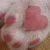Pawsforcause Izmir's photo
