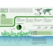 Azolla PH's photo