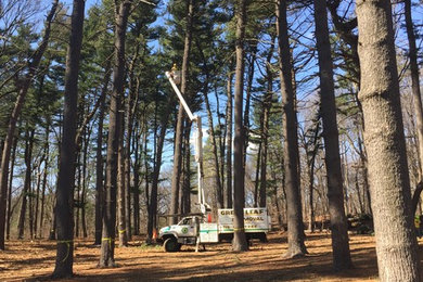Tree Pruning