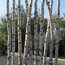 Tall Birch Tree Trunk Screen