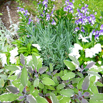 Spring and Summer Container Design