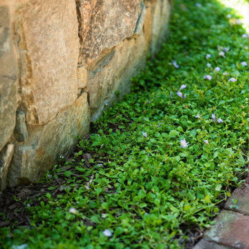 A Verdant Courtyard
