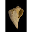 "States of Erosion Image 1 Whelk Shell" Nature Photo Unframed Wall Art Print, 16