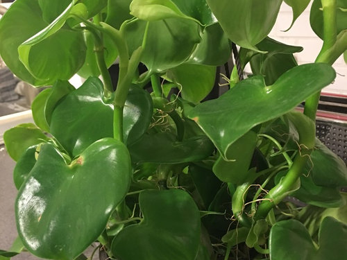 Philodendron Grazielae Guidance