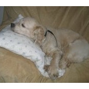 Alice Burchi's photo