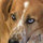 debbie_gardner351
