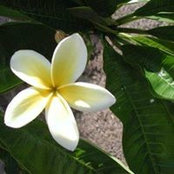 Lori Yoshida's photo