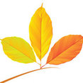 Copperleaf Partners LLC / Copperleaf Residential's profile photo