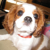 Rodger Elble's photo