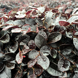 Current Featured Plants - Products