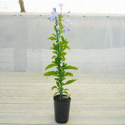 Plumbago Escapade Blue - Plants