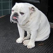 Chris Green's photo