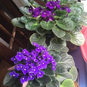 Foto von Lisa Williams