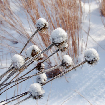 Native Meadow