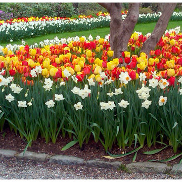 Spring Bulbs (Tulips, Daffodils, Hyacinths, Gallium and more)
