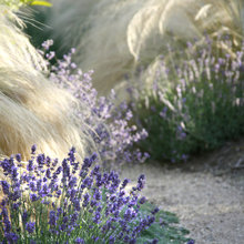 Gras