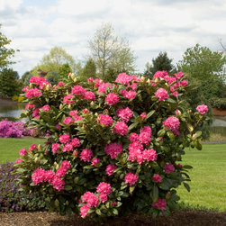 Rocket Rhododendron - Plants