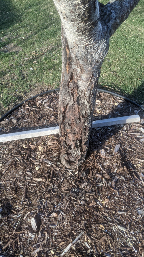 fruit trees, bark peeling and wood cracking