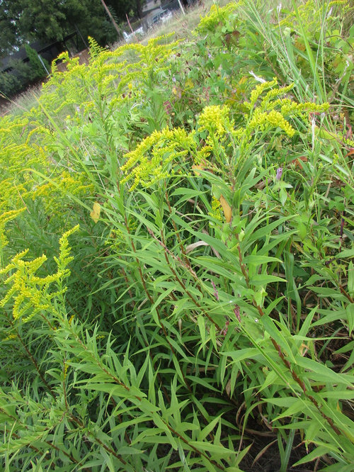 Tall Yellow Flower Spikes & Stalks?