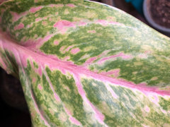 Pink Aglaonema turning pale